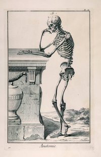 Anatomie, Pl. II, Skelett im Profil