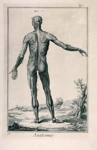 Anatomie, Pl. V, Muskeln des Mannes, von hinten gesehen