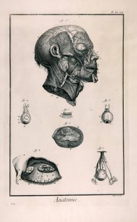 Anatomie, Pl. XI.XII, „Arteres de la face & c“