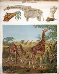 Schulwandbild Giraffe Parey Verlag