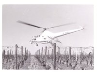 Foto Hubschrauber beim Spritzen im Weinberg