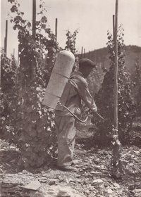 Foto Arbeiter beim Spritzen von Weinstöcken