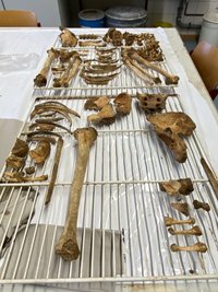 Männliches Skelett aus der Merowingerzeit