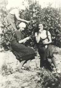 Weinlese in Bodendorf, Drei Frauen naschen rote Trauben