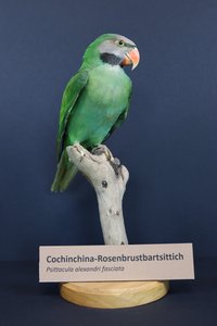 Conchinchina-Rosenbartsittich (Psittacula alexandri fasciata)