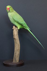 Halsbandsittich (Psittacula krameri)