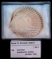 Cardiidae, Acanthocardia spinosa