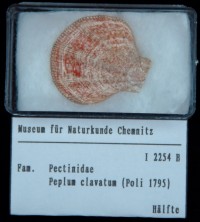 Pectinidae, Peplum clavatum