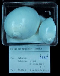 Naticidae, Polinices lacteus