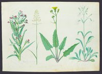 Pflanzenstudie (Blatt 78)