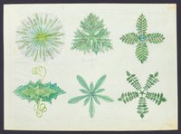 Pflanzenstudie (Blatt 99)