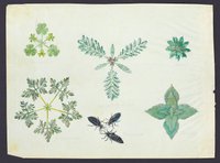Pflanzenstudie (Blatt 101)