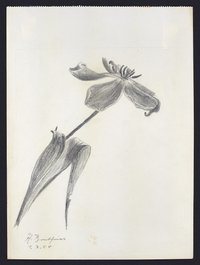 Blumenstudie - offene Tulpe