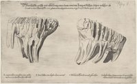 Waarhaffte grösse und abbildung eines zaan von dem Jenigen Rissen cörper welcher zu / Crembs in unter Österreich A. 1645 gefunden und außsgraben worden. wigt 3 viij. ß. Medic. pond.