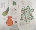 Frucht, Blatt, Blüte und Staude einer Melanze (= Aubergine) und Irden Geschirr