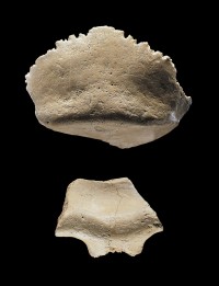Homo erectus von Bilzingsleben