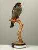 Amurfalke, Falco amurensis Radde, 1863