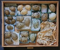 Sammlungskasten aus der Eiersammlung Hugo Rommeis