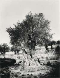 Olivier du Jardin de Gethsemane - Jerusalem