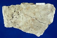 Buntsandstein-Platte mit Tier-Fossilien