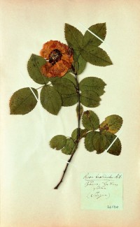 Frankfurter Rose (Herbarbeleg)