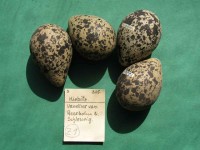 Eier vom Kiebitz (Vanellus vanella)