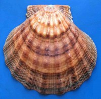 Kammmuschel, Shellmuschel (Lyropecten subnodosus)