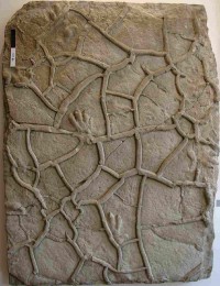 Handtier-Fährtenplatte (Chirotherium barthii)