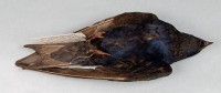 Purpurschwalbe (Progne subis subis)